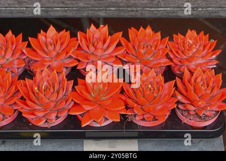 Kleine Kakteen in neon orange Farbe lackiert Stockfoto