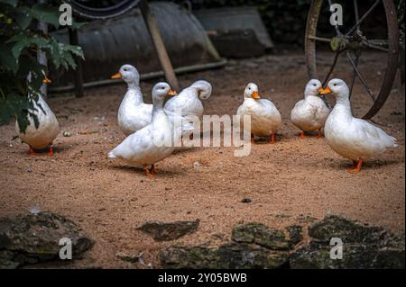 Eine Gruppe weißer Enten (Anatinae) mit orangen Schnäbeln steht auf einem sandigen Boden, neben alten Wagenrädern, in ruhiger ländlicher Umgebung, Eisenberg, Thüringen, Stockfoto