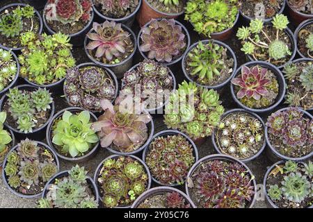 Sukkulenten Pflanzen in Töpfen auf der Gärtnerei Garten von oben Stockfoto