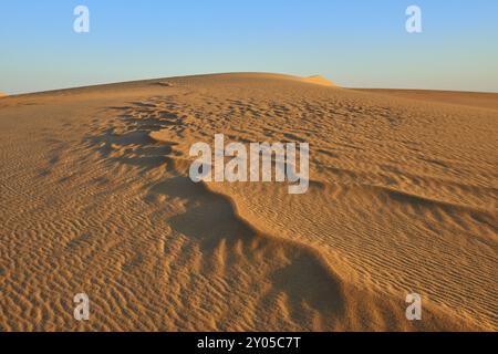 Wellige Dünen erstrecken sich unter klarem Himmel, die Sonne wirft lange Schatten auf den Sand, Matruh, großes Sandmeer, libysche Wüste, Sahara, Ägypten, Nordafrika, Stockfoto