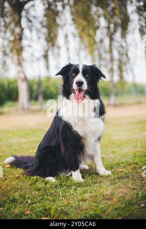 Border Collie Stockfoto