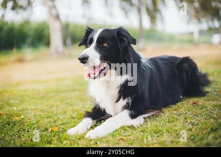 Border Collie Stockfoto