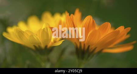 Marigold (Makrofoto) Stockfoto