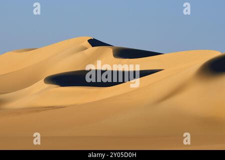 Weiche, geschwungene Sanddünen werfen tiefe Schatten in die goldene Wüstenlandschaft unter einem klaren blauen Himmel, Matruh, großes Sandmeer, libysche Wüste, Sahara, Ägypten, Stockfoto