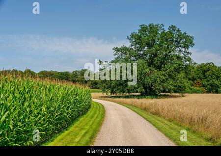 Leicht kurviger Feldweg zwischen Mais- und Weizenfeldern sowie einem einsamen Baum und einem Wald in Overijssel, Niederlande Stockfoto