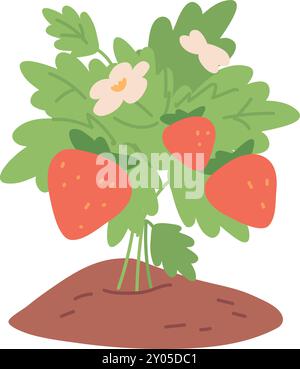 Erdbeerpflanze, die im Boden wächst. Bio-Beerengarten isoliert auf weißem Hintergrund Stock Vektor