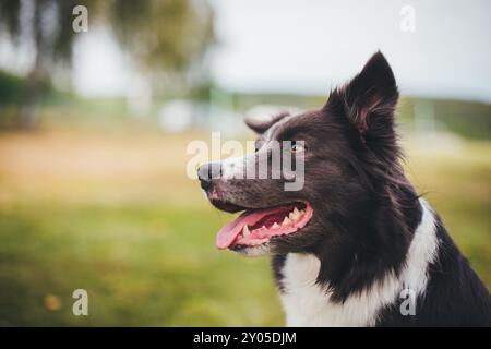 Border Collie Stockfoto