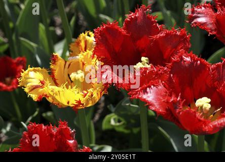 Nahaufnahme des schönen Tulpen Stockfoto