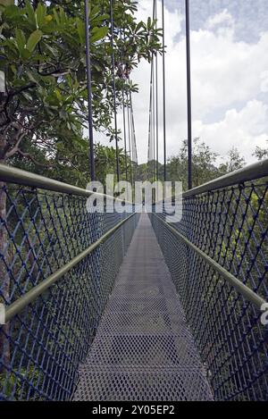 Canopy Walk durch den Regenwald Stockfoto