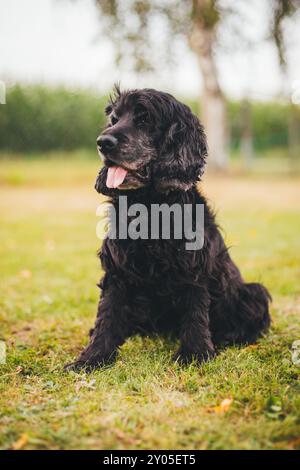 English Cocker Spaniel Stockfoto