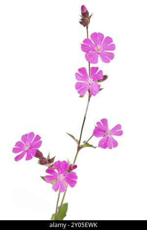 Rote campion (Silene dioica) auf weißem Hintergrund Stockfoto