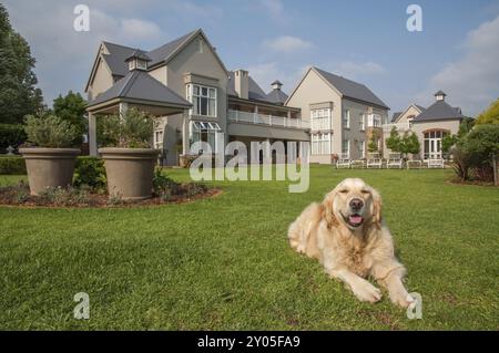 Golden Retriever at Home, entspannt im wunderschönen großen Garten des großen Herrenhauses, in dem sie lebt Stockfoto