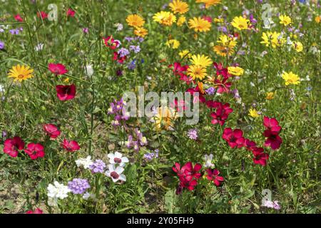 East Grinstead in voller Blüte Stockfoto