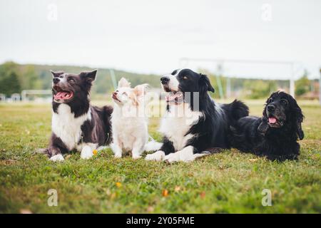 Vier Hunde (Border Collies, Chihuahua & English Cocker Spaniel) Stockfoto