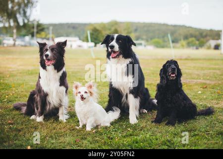 Vier Hunde (Border Collies, Chihuahua & English Cocker Spaniel) Stockfoto