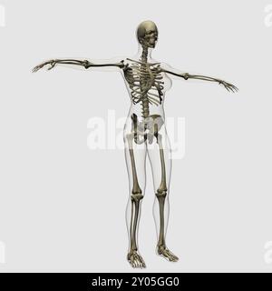 Medizinische Illustration des weiblichen Vollskeletts vor weißem Hintergrund, dreidimensionale Ansicht Stockfoto