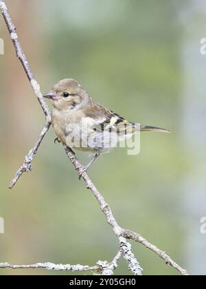 Buchfink jung auf einem Ast im Wald. Braunes, graues, grünes Gefieder. Kleiner singvögel in der Natur. Tierfoto eines kleinen Vogels Stockfoto