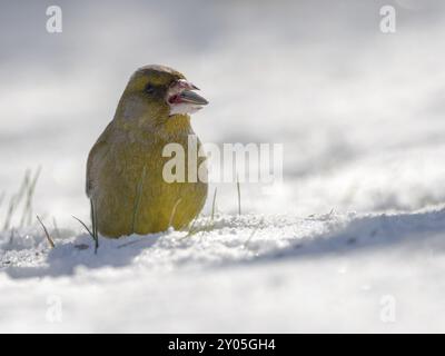 Ein männlicher Grünfinke sitzt im Schnee und isst einen Sonnenblumenkorn Stockfoto