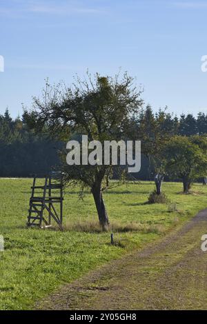 Wiese mit Wanderweg in Rheinland-Pfalz. Blick über das Feld mit Bäumen und hohen Sitzen mit blauem Himmel. Naturfoto aus der Landschaft Stockfoto