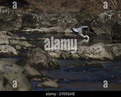 Graureiher jagen Fische im Selbitz Stockfoto