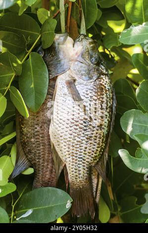 Fische, die tagsüber in den Gewässern des Okavango-Deltas gefangen werden, hängen an einem Baum, gebunden mit einer Schnur, die vor Ort aus Naturpflanze f. Hergestellt wurde Stockfoto