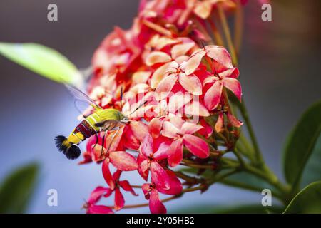 Hummingbird Hawk-Motte schwebt über und saugt Nektar an Ixora Blumen Stockfoto