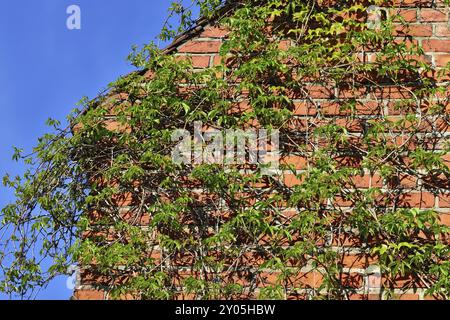 Efeu an der Wand von der Kathedrale von Koenigsberg Stockfoto