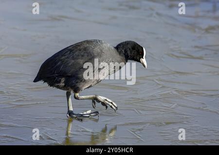 Blässhuhn (Fulcia atra) behutsam zu Fuß auf dem Eis Stockfoto