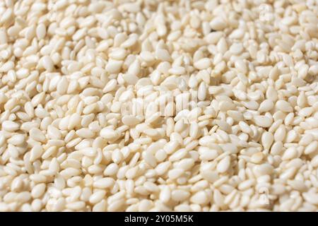 Weißer Sesam-Hintergrund, Seitenansicht des Makros. Stockfoto
