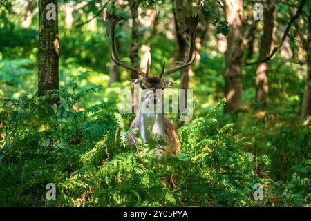 Brachhirsch oder Bock im Wald fleckten Licht, das aus dem Gemüse speist. Stockfoto