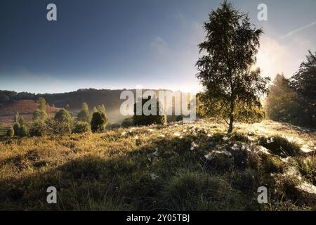 Birke, Spinnennetze bei nebligem Sonnenaufgang, Totengrund, Lüneburger Heide, Deutschland, Europa Stockfoto