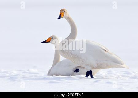 Singschwäne (Cygnus cygnus) in der Oberlausitz, Winter, Zugvogel, Whooper Schwan, Überwinterungsvogel, ruhender Vogel Stockfoto