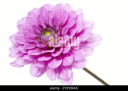 Dahlia in Blüte mit großer Schärfentiefe Stockfoto