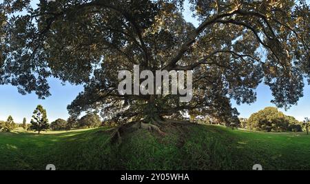 Sydney, Australien, eine riesige Moreton Bay Feige, dramatische Aussicht auf die Wurzeln und Äste unter dem Baldachin mit Blick auf Queens Park, Centennial Parklands. Stockfoto