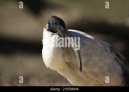 Australian white Ibis (Threskiornis Molukken) Stockfoto