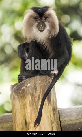 Seltener Bartaffe in Thailand Stockfoto