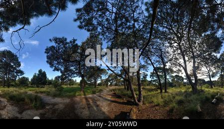 Ein Spaziergang durch ein Arboretum von Cluster Pines im Centennial Park am sonnigen Nachmittag in Sydney, Australien. Stockfoto