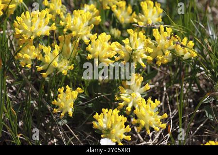 Alpenniere Wicke, Anthyllis Vulneraria ssp.alpestris Stockfoto