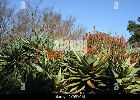 Ein Beet aus Agavenpflanzen in Blüte mit roten Blüten an langen Stängeln in den Royal Botanic Gardens, Sydney, Australien Stockfoto