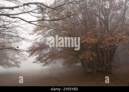 Nebel und Wind im Buchenwald am Mount San Vicino an einem Herbstmorgen, Italien, Europa Stockfoto