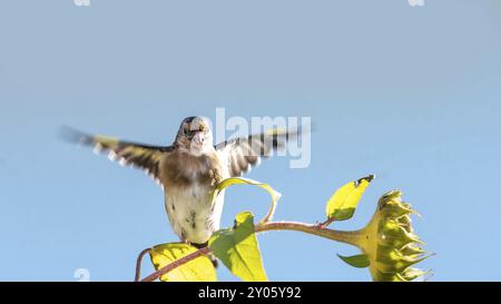 Goldfinch sitzt auf einer alten Sonnenblume mit Samen zwischen blühenden Sonnenblumen vor einem verschwommenen blauen Hintergrund Stockfoto