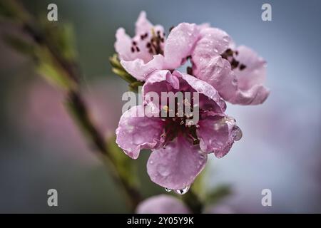 Pfirsichblüten sibten fantastisch schön. Die Blumen leuchten im Frühling im roser Fabton herlich. Der Duft ist leicht süß Stockfoto