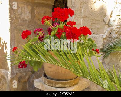 Blumentopf mit roten Geranien an einer alten Wand, beleuchtet durch die Sonne, palma de mallorca, mallorca, balearen, spanien Stockfoto