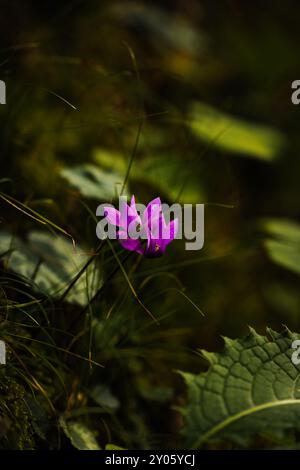 Wunderschön farbige Blume versteckt tief im Wald an der Grenze zwischen Slowenien und Italien, Europa. Stockfoto