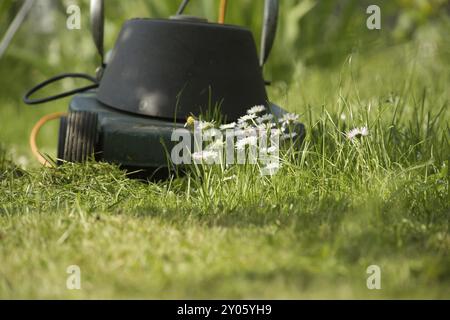 Elektrischer Rasenmäher und blühende weiße und rosa Frühlingsblumen in einem grünen Garten mit niedrigem Blickwinkel vom Boden aus Stockfoto