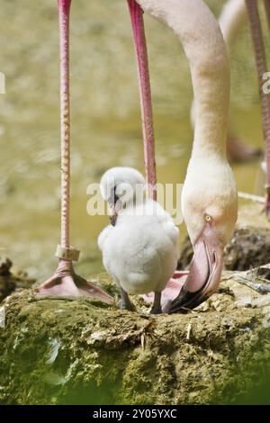 Junger großer Flamingo (Phoenicopterus roseus), Küken Stockfoto