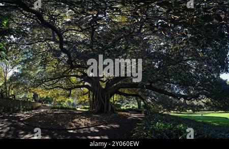 Royal Botanic Garden Sydney, Australien, ein riesiger alter Feigenbaum in der Moreton Bay, ein dramatischer Blick auf die Wurzeln aus der Luft und den Stützen sowie Äste und Blätter Stockfoto