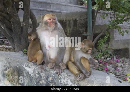 Foto einer Gruppe von Affen im buddhistischen Tempel Swayambunath in Kathmandu, Nepal, Asien Stockfoto