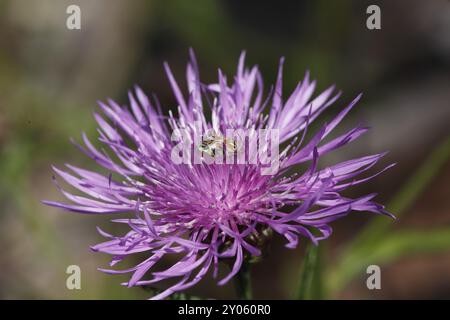 Wiese-Knabenkraut, Blume mit Käfern, centaurea jacea Stockfoto