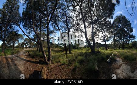 Ein Spaziergang durch ein Arboretum von Cluster Pines im Centennial Park am sonnigen Nachmittag in Sydney, Australien. Stockfoto